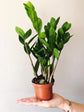 ZZ Plant - Live Plant in a 6 Inch Pot - Zamioculcas Zamiifolia - Beautiful Easy to Grow Air Purifying Indoor Plant