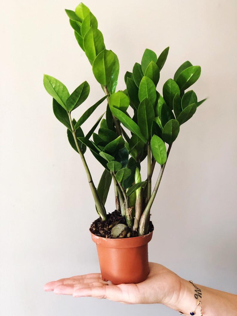 6 inch zz plant ZZ Plant - Live Plant in a 6 Inch Pot - Zamioculcas Zamiifolia