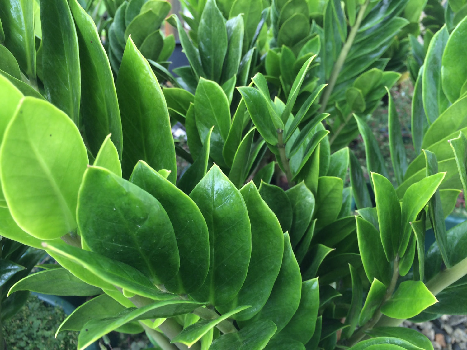 6 zz plant ZZ Plant - Live Plant in a 6 Inch Pot - Zamioculcas Zamiifolia