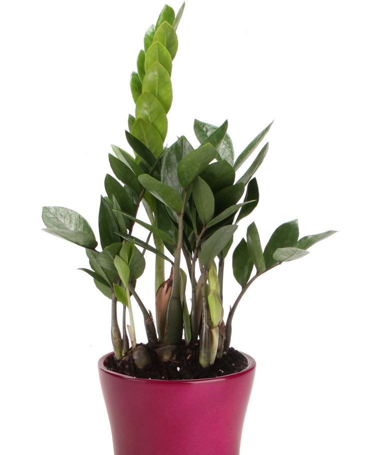 living rock zz plant ZZ Plant - Live Plant in a 6 Inch Pot - Zamioculcas Zamiifolia