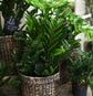 ZZ Plant - Live Plant in a 6 Inch Pot - Zamioculcas Zamiifolia - Beautiful Easy to Grow Air Purifying Indoor Plant