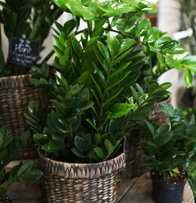 indoor plant live ZZ Plant - Live Plant in a 6 Inch Pot - Zamioculcas Zamiifolia