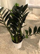 Nova Star ZZ Plant - Live Plant in a 6 Inch Pot - Zamioculcas Zamiifolia "Nova Star - Extremely Rare Indoor Houseplant from Florida