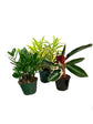 Exotic Houseplant Multi-Pack - 3 Live Plants in 6 Inch Pots - Stromanthe Triostar, Song of India Dracaena Reflexa, ZZ Zamioculcas Zamiifolia - Easy Care Indoor Houseplants