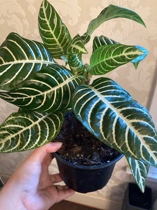 Zebra Plant - Live Plant in a 6 Inch Pot - Aphelandra Squarrosa &