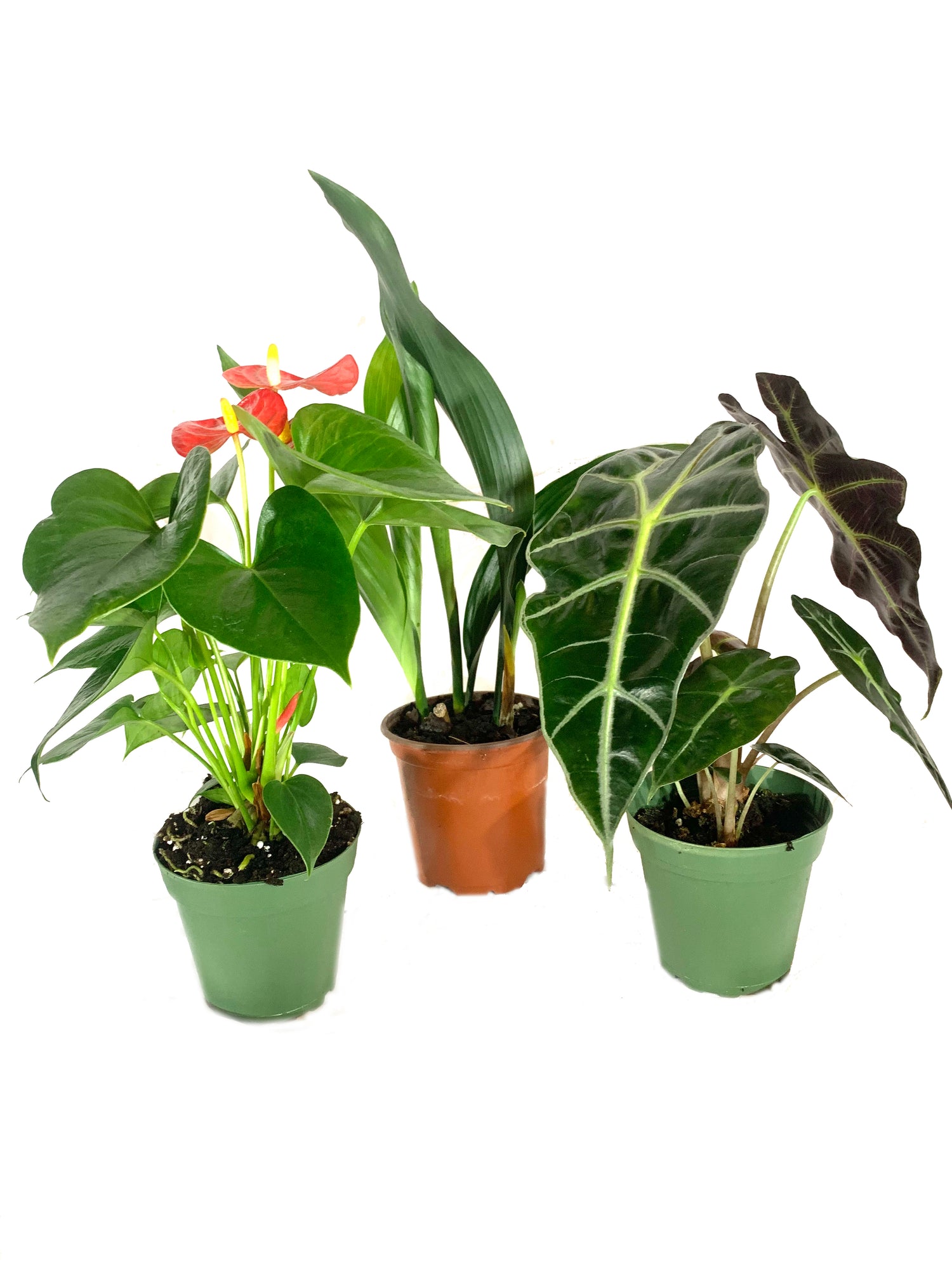 4 inch indoor plants Indoor Houseplant Multi-Pack - 3 Live Plants in 4 Inch Pots