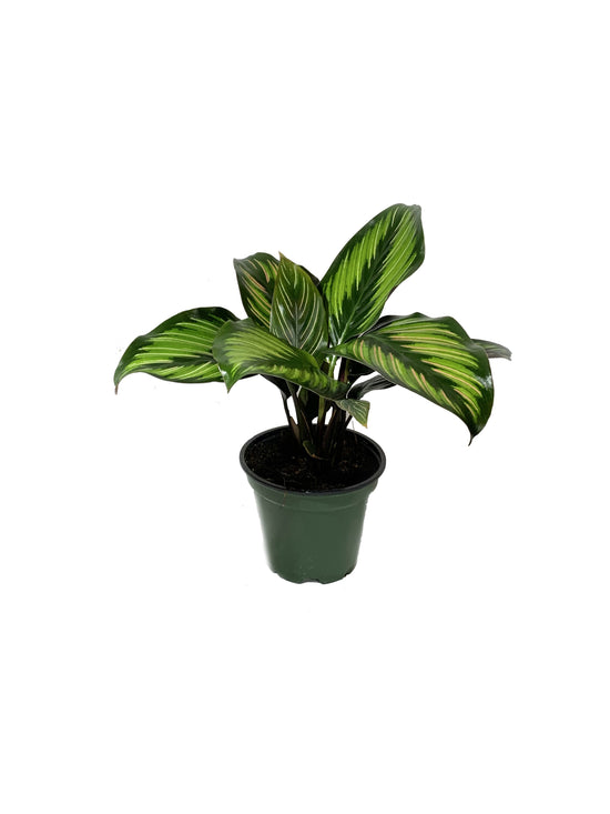 Calathea Beauty Star - Live Plant in a 4 Inch Pot - Calathea Ornata Beauty - Beautiful Easy to Grow Air Purifying Indoor Plant