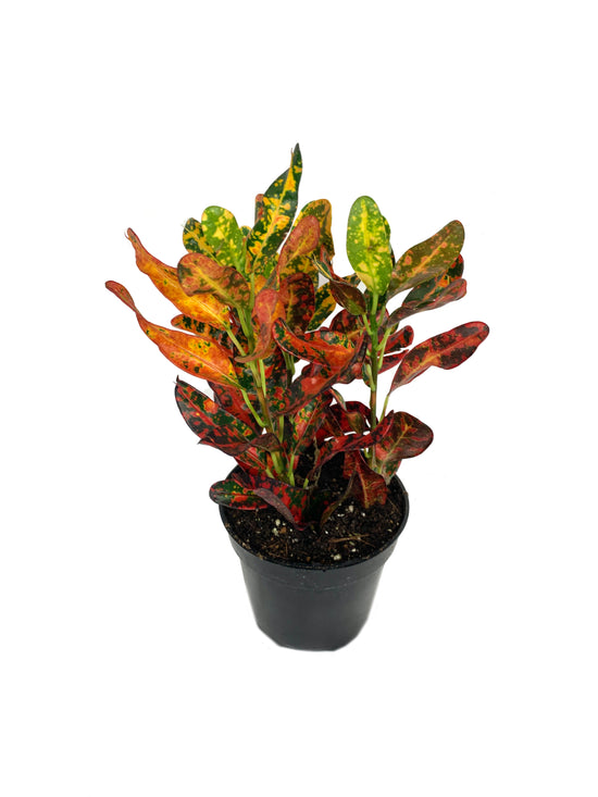 Croton Red Batik - Live Plant in a 4 Inch Pot -Codiaeum Variegatum &