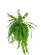 Boston Fern Hanging Basket - Live Plant in an 10 Inch Pot - Nephrolepis Exaltata - Beautiful Indoor Air Purifying Fern