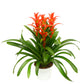 Multi-Colored Bromeliad Planter - 3 Live Plants in a Single 6 Inch Pot - Colorful Indoor Tropical Houseplant