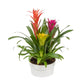 Multi-Colored Bromeliad Planter - 3 Live Plants in a Single 6 Inch Pot - Colorful Indoor Tropical Houseplant