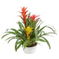 Multi-Colored Bromeliad Planter - 3 Live Plants in a Single 6 Inch Pot - Colorful Indoor Tropical Houseplant
