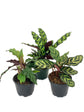 Calathea Indoor Houseplant Multi-Pack - 3 Live Plants in 4 Inch Pots - Growers Choice Based on Health, Beauty and Season - Beautiful Easy to Grow Air Purifying Indoor Plants