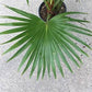 Chinese Fan Palm - Live Plant in an 6 Inch Growers Pot - Livistona Chinensis - Beautiful Clean Air Indoor Outdoor Houseplant