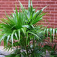 Chinese Fan Palm - Live Plant in an 6 Inch Growers Pot - Livistona Chinensis - Beautiful Clean Air Indoor Outdoor Houseplant