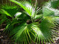 Chinese Fan Palm - Live Plant in an 6 Inch Growers Pot - Livistona Chinensis - Beautiful Clean Air Indoor Outdoor Houseplant