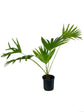 Chinese Fan Palm - Live Plant in an 6 Inch Growers Pot - Livistona Chinensis - Beautiful Clean Air Indoor Outdoor Houseplant