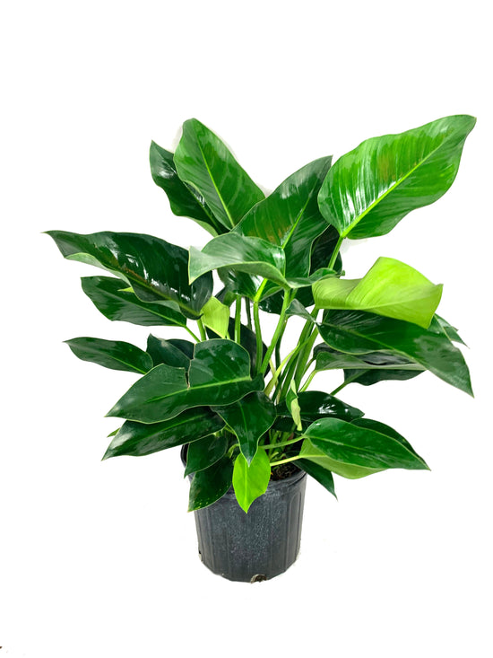 Philodendron Congo Green - Live Plant in an 10 Inch Growers Pot - Philodendron ‘Green Congo’ - Beautiful Indoor Outdoor Air Purifying Houseplant