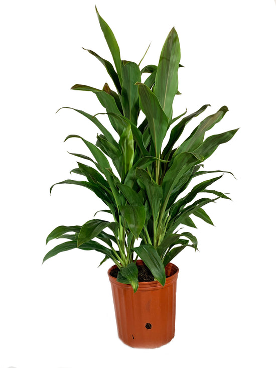 Cordyline Sherbert Ti Plant - Live Plant in an 10 Inch Growers Pot - Cordyline Fruticosa &