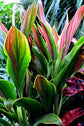 Cordyline Sherbert Ti Plant - Live Plant in an 10 Inch Growers Pot - Cordyline Fruticosa &