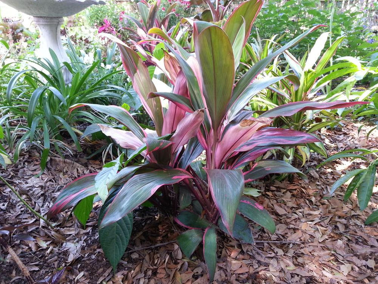indoor ti plant Cordyline Sherbert Ti Plant - Live Plant in an 10 Inch Growers Pot