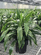 Dracaena Art Carmen - Live Plant in an 10 Inch Growers Pot - Dracaena Deremensis “Art Carmen” - Beautiful Indoor Air Purifying Houseplant