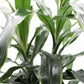 Dracaena Art Carmen - Live Plant in an 10 Inch Growers Pot - Dracaena Deremensis “Art Carmen” - Beautiful Indoor Air Purifying Houseplant