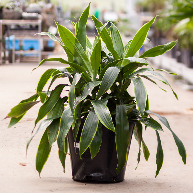 art dracaena plant Dracaena Art Carmen - Live Plant in an 10 Inch Growers Pot - Dracaena Deremensis “Art Carmen”