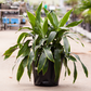 Dracaena Art Carmen - Live Plant in an 10 Inch Growers Pot - Dracaena Deremensis “Art Carmen” - Beautiful Indoor Air Purifying Houseplant