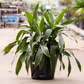 Dracaena Art Carmen - Live Plant in an 8 Inch Growers Pot - Dracaena Deremensis “Art Carmen” - Beautiful Indoor Air Purifying Houseplant