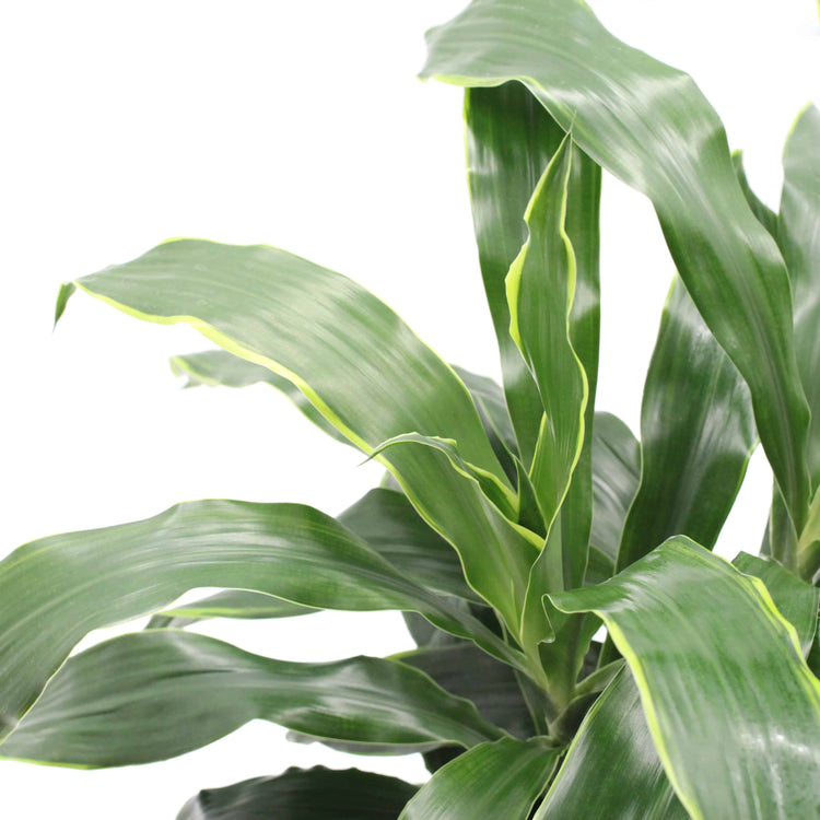 dracaena art carmen Dracaena Art Carmen - Live Plant in an 10 Inch Growers Pot
