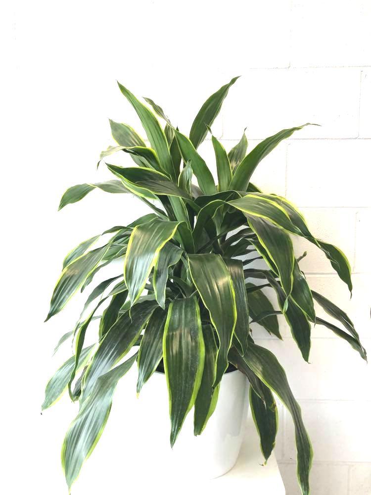 dracaena art carmen care Dracaena Art Carmen - Live Plant in an 10 Inch Growers Pot - Dracaena Deremensis “Art Carmen”
