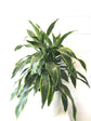Dracaena Art Carmen - Live Plant in an 10 Inch Growers Pot - Dracaena Deremensis “Art Carmen” - Beautiful Indoor Air Purifying Houseplant