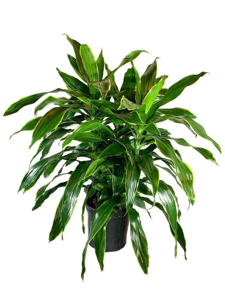 planta dracaena deremensis Live Plant in an 10 Inch Growers Pot