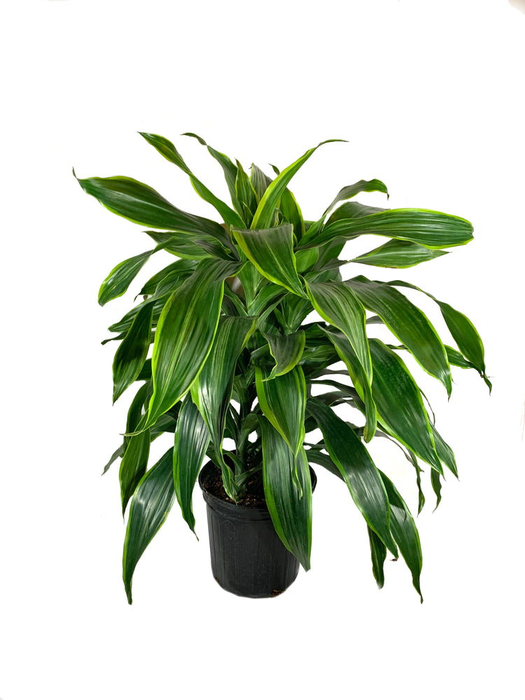dracaena deremensis Dracaena Art Carmen - Live Plant in an 8 Inch Growers Pot