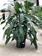 Dracaena Janet Craig Bush - Live Plant in an 10 Inch Growers Pot - Dracaena Deremensis “Janet Craig” - Beautiful Indoor Air Purifying Houseplant
