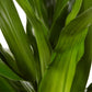 Dracaena Janet Craig Bush - Live Plant in an 10 Inch Growers Pot - Dracaena Deremensis “Janet Craig” - Beautiful Indoor Air Purifying Houseplant
