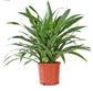 Dracaena Janet Craig Bush - Live Plant in an 10 Inch Growers Pot - Dracaena Deremensis “Janet Craig” - Beautiful Indoor Air Purifying Houseplant