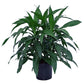 Dracaena Janet Craig Bush - Live Plant in an 10 Inch Growers Pot - Dracaena Deremensis “Janet Craig” - Beautiful Indoor Air Purifying Houseplant