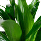 Dracaena Janet Craig Bush - Live Plant in an 10 Inch Growers Pot - Dracaena Deremensis “Janet Craig” - Beautiful Indoor Air Purifying Houseplant