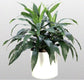 Dracaena Janet Craig Bush - Live Plant in an 10 Inch Growers Pot - Dracaena Deremensis “Janet Craig” - Beautiful Indoor Air Purifying Houseplant