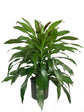 Dracaena Janet Craig - Live Plant in an 10 Inch Growers Pot - Dracaena Deremensis “Janet Craig” - Beautiful Indoor Air Purifying Houseplant
