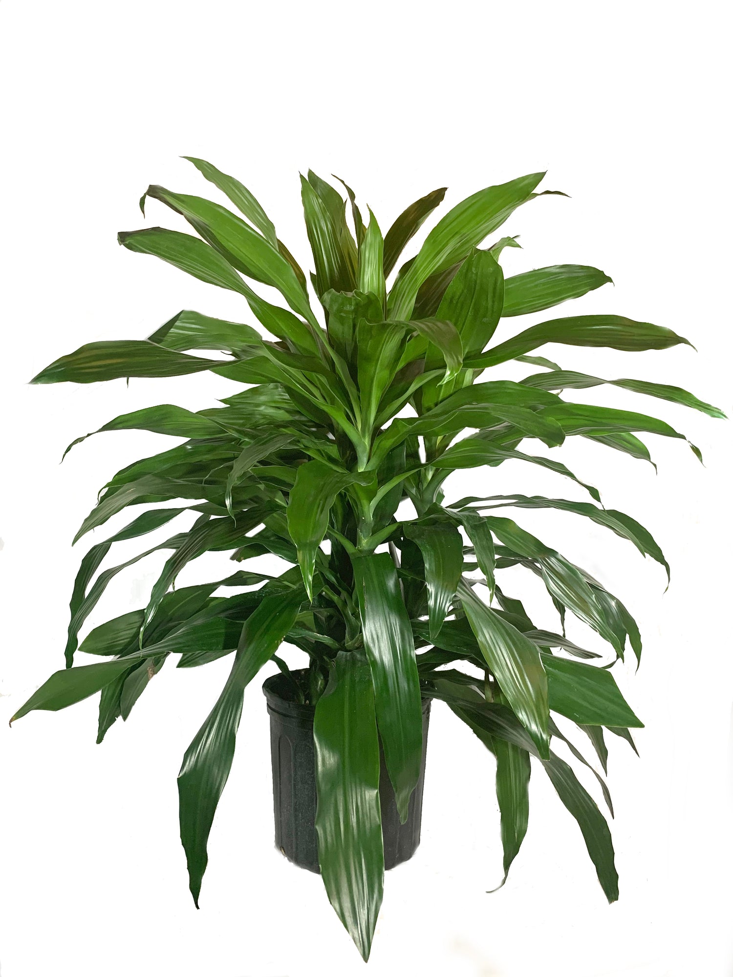 dracaena stem shriveling Dracaena Janet Craig Bush - Live Plant in an 10 Inch Growers Pot