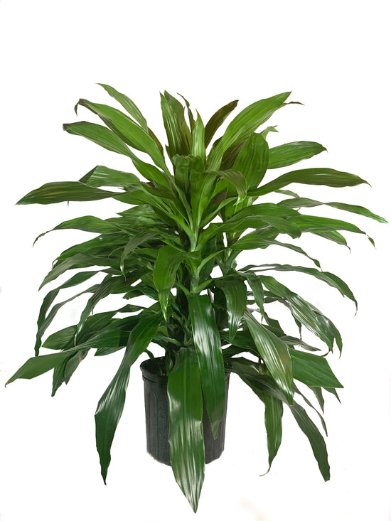 Dracaena Janet Craig Bush - Live Plant in an 10 Inch Growers Pot - Dracaena Deremensis “Janet Craig” - Beautiful Indoor Air Purifying Houseplant