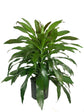 Dracaena Janet Craig Bush - Live Plant in an 10 Inch Growers Pot - Dracaena Deremensis “Janet Craig” - Beautiful Indoor Air Purifying Houseplant