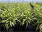Dracaena Lemon Lime - Live Plant in an 10 Inch Growers Pot - Dracaena Warneckii "Lemon Lime&
