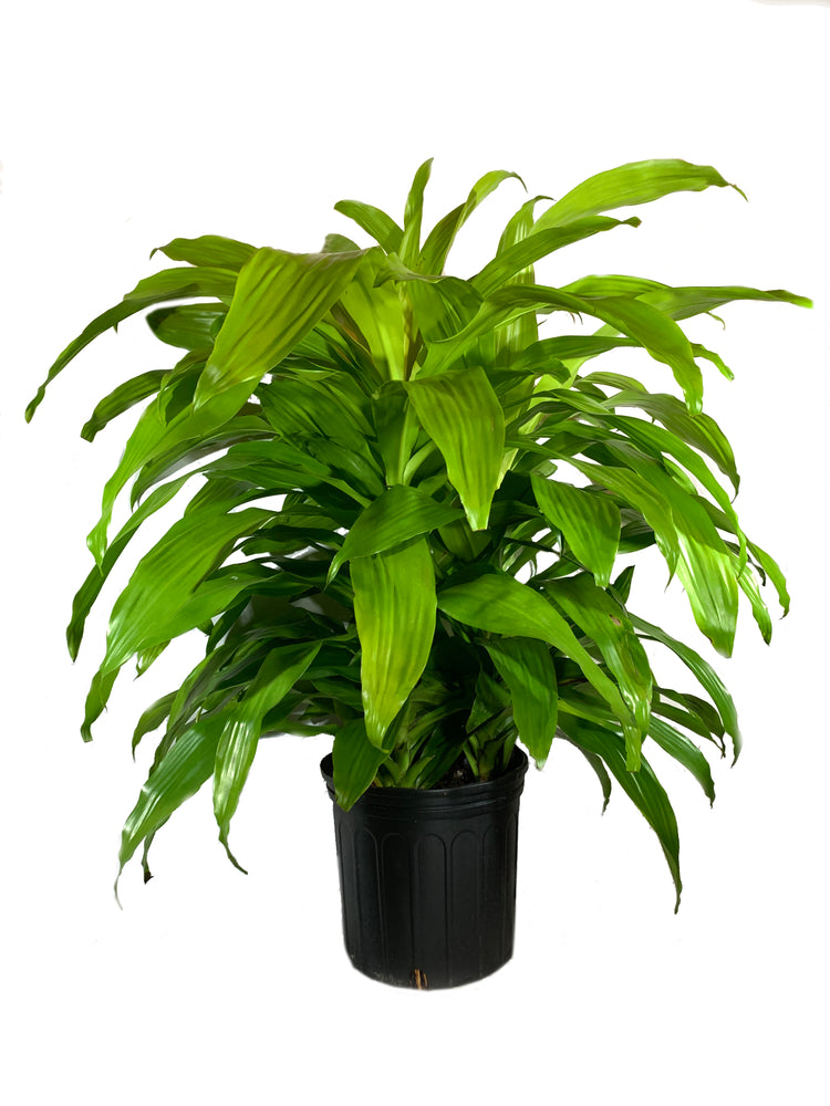 lime green dracaena Dracaena Lime Light - Live Plant in an 10 Inch Growers Pot