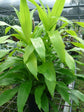 Dracaena Lime Light - Live Plant in an 10 Inch Growers Pot - Dracaena Fragrans &