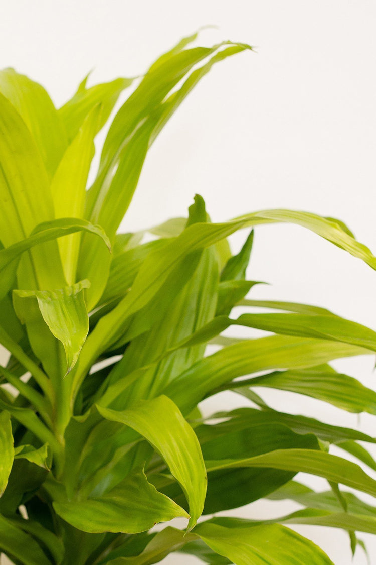 dracaena massangeana light Dracaena Lime Light - Live Plant in an 10 Inch Growers Pot