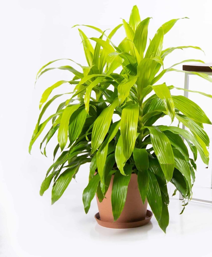 lime green indoor plants Wekiva Foliage Dracaena Lime Light-Live Plant in an 10 Inch Growers Pot-Dracaena Fragrans 'Limelight'-Air Purifying Houseplant